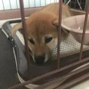 ペチ子の画像
