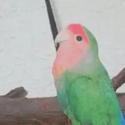yukiの画像