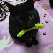 もふねこの画像