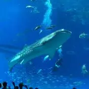 まっちゃの画像
