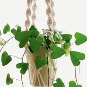 mimozaの画像