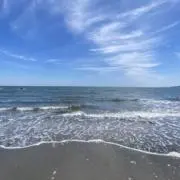 ケニチの画像