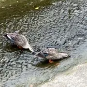 じゅんの画像