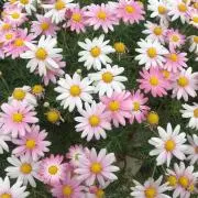 Reiの画像
