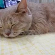 あかあの画像