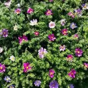 ほわの画像