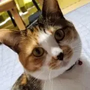シーナ
