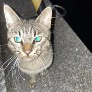ダイスケの画像