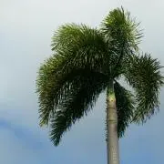 てぃもこの画像