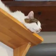 Mの画像