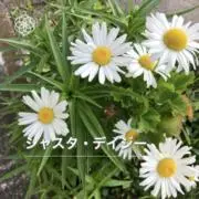 ニャンコの画像