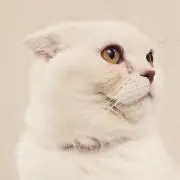 Criの画像