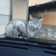 ☆ゅゎ☆の画像