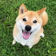 ちぃちゃんの画像