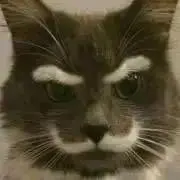 ねこねこ☆ヴィンテージ・レトロの画像