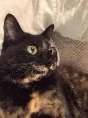 Zeraの画像
