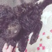 よーぐると