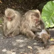 こうせいの画像