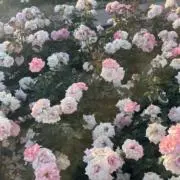 ちろの画像
