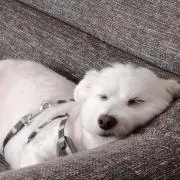 まの画像