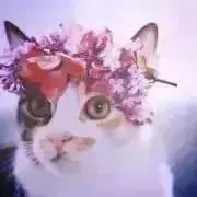 merüの画像