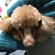 マイケル留岡