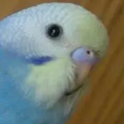 とりさん。コメなし即買い歓迎です。