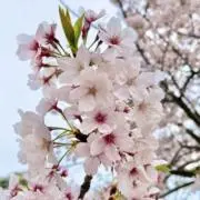 Beckyの画像