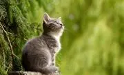 なかむらの画像