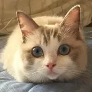 たるち