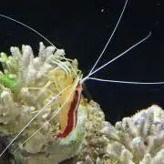 はるんの画像