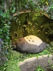 けけしの画像