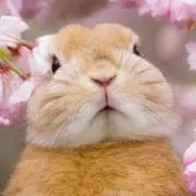 ハローマンゴーの画像