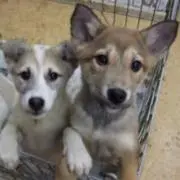 ちょこちょこ！セール中！の画像