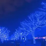 スズカステラの画像