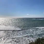 マハロの画像