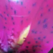 Hirakihimiの画像