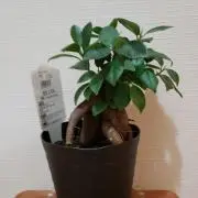 ゆきぽんの画像