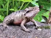 バナナマンの画像