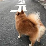 たぬき