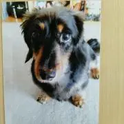 ジャビちゃんの画像