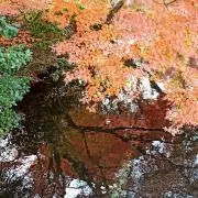 Tomopumの画像