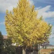 えいてぃの画像