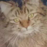 ぽてとの画像