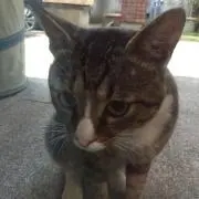 グレ