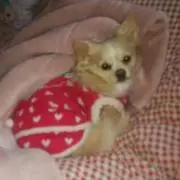 ララの画像