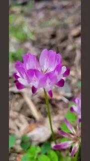 ちょうちょむすびの画像