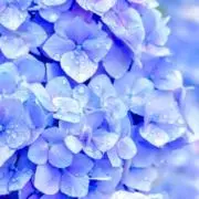 さきの画像