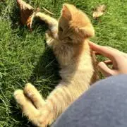 トモユキの画像