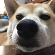 ぐっちょ